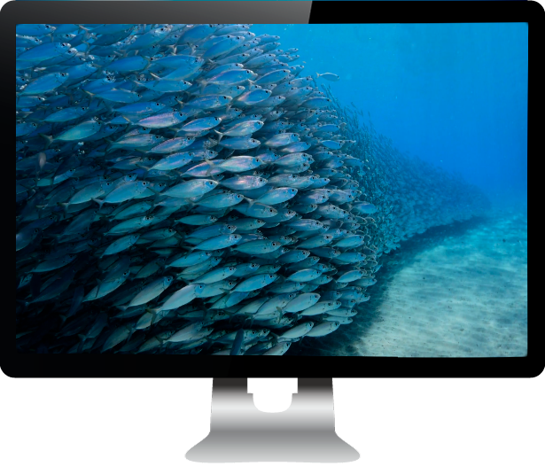 image-macbook-site-web-poissons-2-615x535 (1).png